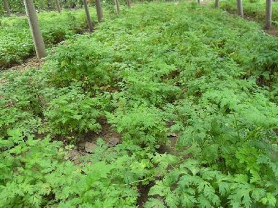 柴胡高产种植技术